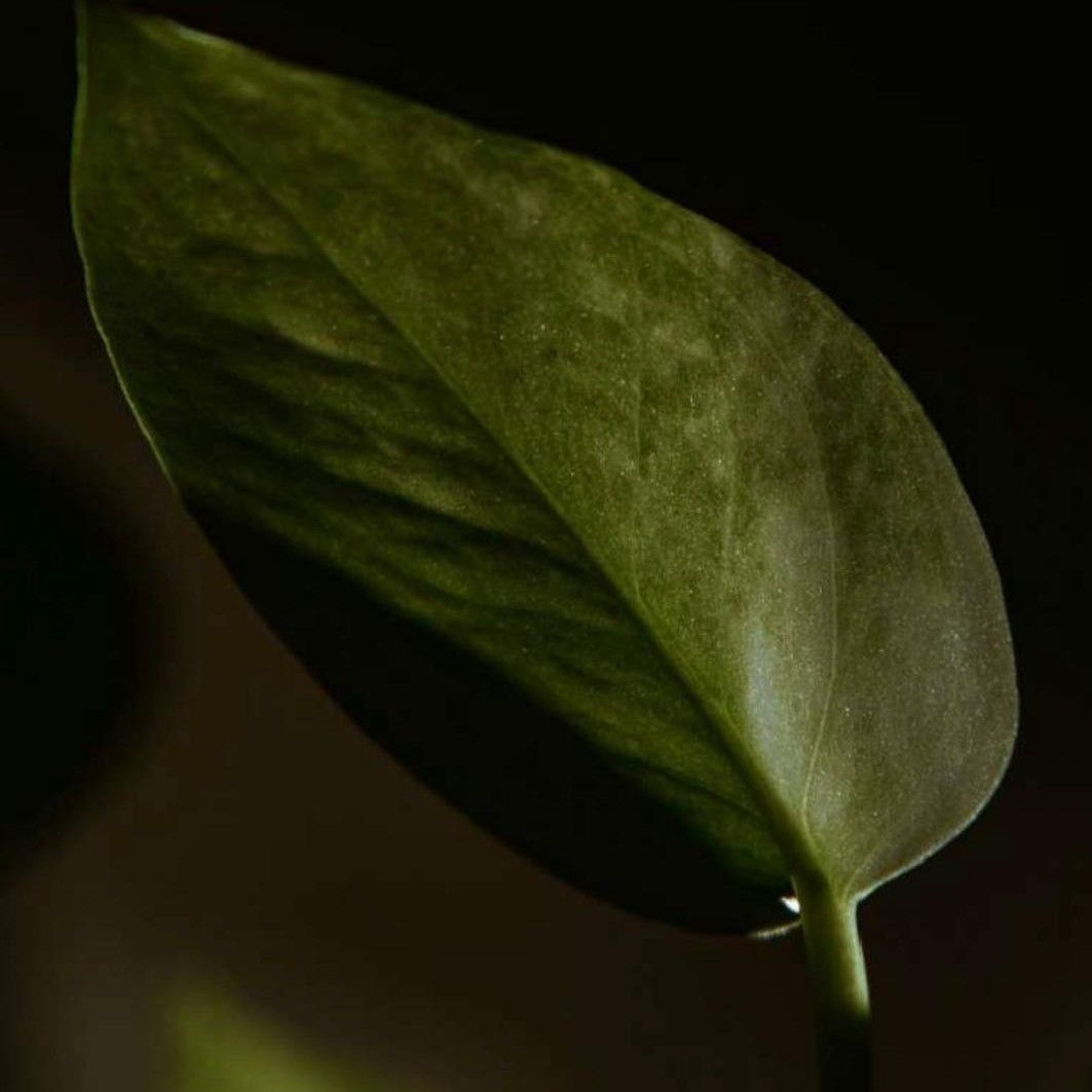 Hoja verde oscura con una gota de agua en la punta